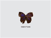 藏品(凹翅紫灰蝶)的圖片